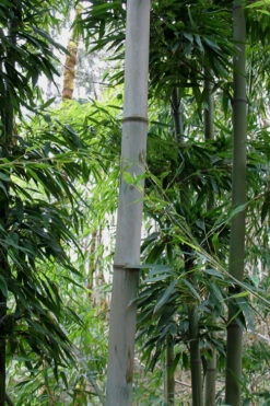 Henon Giant Gray Bamboo - Phyllostachys Nigra 'Henon' - 3 Gallon Pot (2-4') 13 Henon Giant Gray Bamboo - Phyllostachys Nigra 'Henon' - 3 Gallon Pot (2-4') -Wilson Bros Gardens Bamboo Henon 12 2