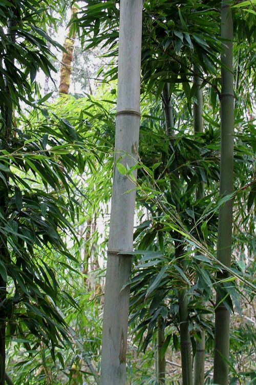 Henon Giant Gray Bamboo - Phyllostachys Nigra 'Henon' - 3 Gallon Pot (2-4') 7 Henon Giant Gray Bamboo - Phyllostachys Nigra 'Henon' - 3 Gallon Pot (2-4') - Image 7