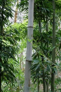 Henon Giant Gray Bamboo - Phyllostachys Nigra 'Henon' - 3 Gallon Pot (3-4') -Wilson Bros Gardens Bamboo Henon 12 3