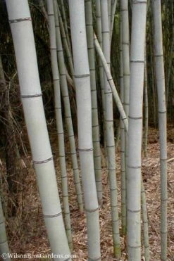 Henon Giant Gray Bamboo - Phyllostachys Nigra 'Henon' - 3 Gallon Pot (3-4') -Wilson Bros Gardens Bamboo Henon 15 3