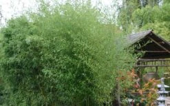 Humilis Hedge Bamboo - Phyllostachys Humilis - 3 Gallon Pot -Wilson Bros Gardens Bamboo Humilis 1 1