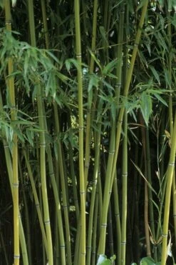 Humilis Hedge Bamboo - Phyllostachys Humilis - 2 Gallon Pot -Wilson Bros Gardens Bamboo Humilis 11