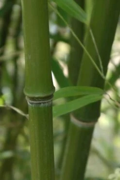 Humilis Hedge Bamboo - Phyllostachys Humilis - 2 Gallon Pot -Wilson Bros Gardens Bamboo Humilis 5