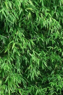 Humilis Hedge Bamboo - Phyllostachys Humilis - 2 Gallon Pot -Wilson Bros Gardens Bamboo Humilis 9
