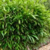 Latifolius Broadleaf Bamboo - Indocalamus Latifolius - 3 Gallon Pot