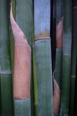 Giant Weavers Royal Bamboo (Wong Chuk) - Bambusa Textilis 'Kanapaha' - 3 Gallon Pot 13 Giant Weavers Royal Bamboo (Wong Chuk) - Bambusa Textilis 'Kanapaha' - 3 Gallon Pot -Wilson Bros Gardens Bamboo Kanapaha 13