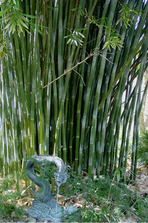Giant Weavers Royal Bamboo (Wong Chuk) - Bambusa Textilis 'Kanapaha' - 3 Gallon Pot 4 Giant Weavers Royal Bamboo (Wong Chuk) - Bambusa Textilis 'Kanapaha' - 3 Gallon Pot - Image 4