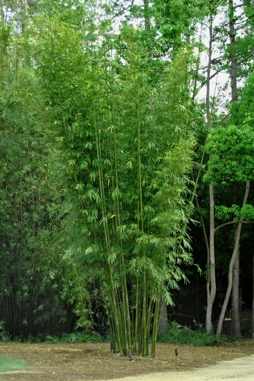 Giant Weavers Royal Bamboo (Wong Chuk) - Bambusa Textilis 'Kanapaha' - 3 Gallon Pot 7 Giant Weavers Royal Bamboo (Wong Chuk) - Bambusa Textilis 'Kanapaha' - 3 Gallon Pot - Image 7