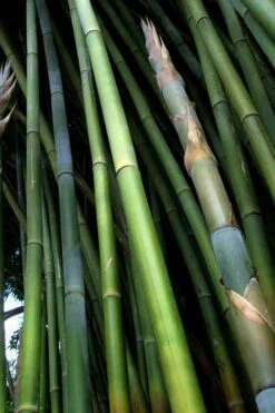 Giant Weavers Royal Bamboo (Wong Chuk) - Bambusa Textilis 'Kanapaha' - 3 Gallon Pot 16 Giant Weavers Royal Bamboo (Wong Chuk) - Bambusa Textilis 'Kanapaha' - 3 Gallon Pot -Wilson Bros Gardens Bamboo Kanapaha 8