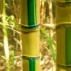 Koi Golden Bamboo (Phyllostachys Aurea 'Koi') - 3 Gallon Pot (2-4')