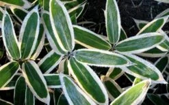 Kuma Zasa Dwarf Bamboo (Sasa Veitchii 'Kuma-Zasa') - 3 Gallon Pot -Wilson Bros Gardens Bamboo Kuma Zasa 1