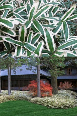 Kuma Zasa Dwarf Bamboo - Sasa Veitchii 'Kuma-Zasa' - 1 Gallon Pot -Wilson Bros Gardens Bamboo Kuma Zasa 13 1