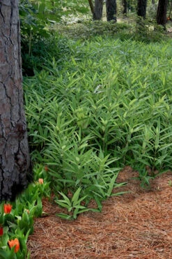 Dwarf Lanceleaf Bamboo (Shibataea Lancifolia) - 3 Gallon Pot -Wilson Bros Gardens Bamboo Lancifolia 500x750 1