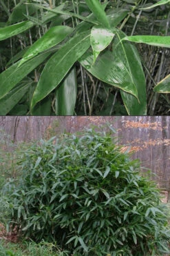 Latifolius Broadleaf Bamboo - Indocalamus Latifolius - 3 Gallon Pot -Wilson Bros Gardens Bamboo Latifolius 500x750 1