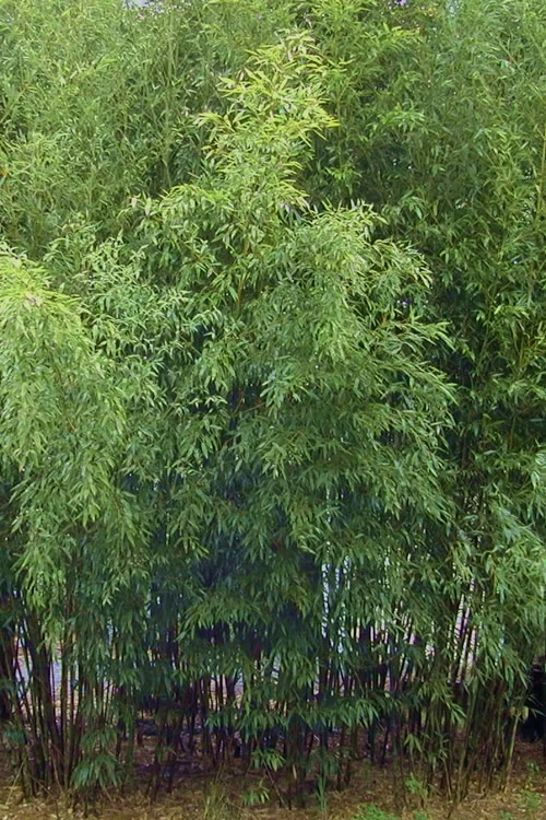 Spotted Leopard Bamboo - Phyllostachys Bambusoides 'Tanakae' - 2 Gallon Pot 4 Spotted Leopard Bamboo - Phyllostachys Bambusoides 'Tanakae' - 2 Gallon Pot - Image 4