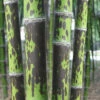 Spotted Leopard Bamboo - Phyllostachys Bambusoides 'Tanakae' - 3 Gallon Pot (4-5')