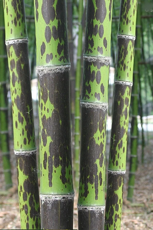 Spotted Leopard Bamboo - Phyllostachys Bambusoides 'Tanakae' - 3 Gallon Pot (4-5') 1 Spotted Leopard Bamboo - Phyllostachys Bambusoides 'Tanakae' - 3 Gallon Pot (4-5')