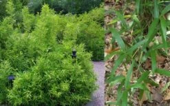 Macon Rivercane Bamboo - Arundinaria Gigantea 'Macon' - 3 Gallon Pot 7 Macon Rivercane Bamboo - Arundinaria Gigantea 'Macon' - 3 Gallon Pot -Wilson Bros Gardens Bamboo Macon Rivercane 2