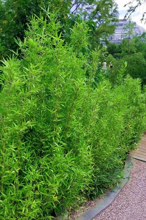 Macon Rivercane Bamboo - Arundinaria Gigantea 'Macon' - 3 Gallon Pot 1 Macon Rivercane Bamboo - Arundinaria Gigantea 'Macon' - 3 Gallon Pot