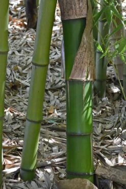 Madake Giant Japanese Timber Bamboo (Phyllostachys Bambusoides) - 3 Gallon Pot (4-6'+) 13 Madake Giant Japanese Timber Bamboo (Phyllostachys Bambusoides) - 3 Gallon Pot (4-6'+) -Wilson Bros Gardens Bamboo Madake 11 2