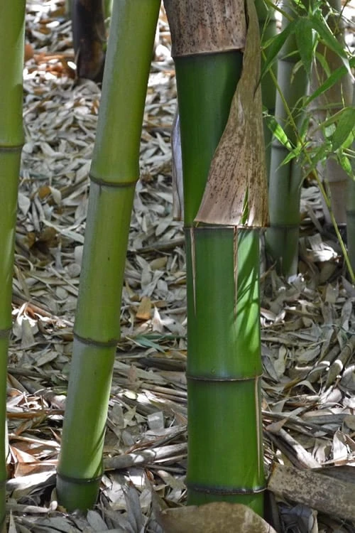 Madake Giant Japanese Timber Bamboo (Phyllostachys Bambusoides) - 3 Gallon Pot (4-6'+) 6 Madake Giant Japanese Timber Bamboo (Phyllostachys Bambusoides) - 3 Gallon Pot (4-6'+) - Image 6
