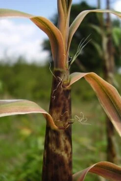 Madake Giant Japanese Timber Bamboo (Phyllostachys Bambusoides) - 3 Gallon Pot (4-6'+) 14 Madake Giant Japanese Timber Bamboo (Phyllostachys Bambusoides) - 3 Gallon Pot (4-6'+) -Wilson Bros Gardens Bamboo Madake 13 2
