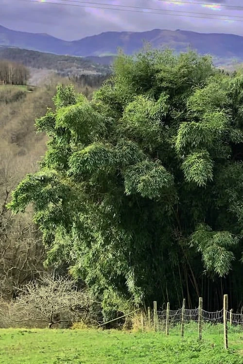 Madake Giant Japanese Timber Bamboo (Phyllostachys Bambusoides) - 3 Gallon Pot (4-6'+) 5 Madake Giant Japanese Timber Bamboo (Phyllostachys Bambusoides) - 3 Gallon Pot (4-6'+) - Image 5
