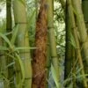 Madake Giant Japanese Timber Bamboo (Phyllostachys Bambusoides) - 2 Gallon Pot