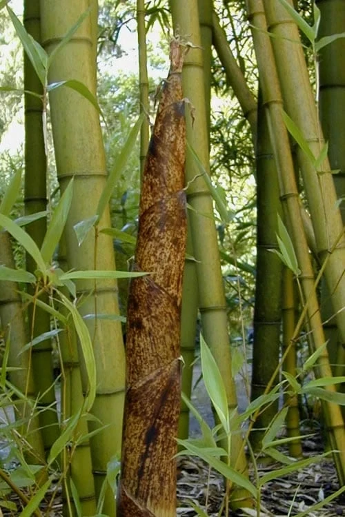 Madake Giant Japanese Timber Bamboo (Phyllostachys Bambusoides) - 3 Gallon Pot (4-6'+) 1 Madake Giant Japanese Timber Bamboo (Phyllostachys Bambusoides) - 3 Gallon Pot (4-6'+)