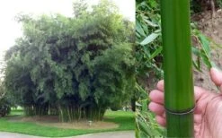 Madake Giant Japanese Timber Bamboo (Phyllostachys Bambusoides) - 2 Gallon Pot -Wilson Bros Gardens Bamboo Madake Giant Japanese Timber Bamboo