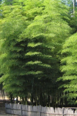 Moso Giant Bamboo (Phyllostachys Edulis 'Moso') - 3 Gallon Pot (2-4') 17 Moso Giant Bamboo (Phyllostachys Edulis 'Moso') - 3 Gallon Pot (2-4') -Wilson Bros Gardens Bamboo Moso 10