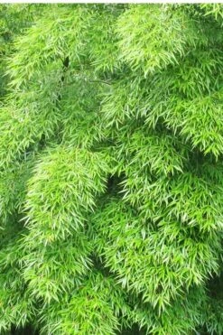 Moso Giant Bamboo (Phyllostachys Edulis 'Moso') - 3 Gallon Pot (4-6') -Wilson Bros Gardens Bamboo Moso 11 1