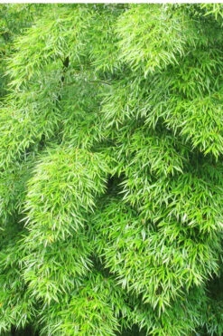 Moso Giant Bamboo (Phyllostachys Edulis 'Moso') - 3 Gallon Pot (2-4') 20 Moso Giant Bamboo (Phyllostachys Edulis 'Moso') - 3 Gallon Pot (2-4') -Wilson Bros Gardens Bamboo Moso 11