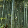 Moso Giant Bamboo (Phyllostachys Edulis 'Moso') - 3 Gallon Pot (2-4')