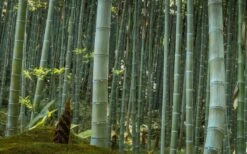 Moso Giant Bamboo (Phyllostachys Edulis 'Moso') - 3 Gallon Pot (4-6') -Wilson Bros Gardens Bamboo Moso 24 1