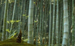 Moso Giant Bamboo (Phyllostachys Edulis 'Moso') - 3 Gallon Pot (2-4') 16 Moso Giant Bamboo (Phyllostachys Edulis 'Moso') - 3 Gallon Pot (2-4') -Wilson Bros Gardens Bamboo Moso 24