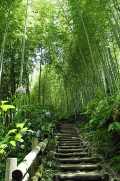 Moso Giant Bamboo (Phyllostachys Edulis 'Moso') - 3 Gallon Pot (2-4') 22 Moso Giant Bamboo (Phyllostachys Edulis 'Moso') - 3 Gallon Pot (2-4') -Wilson Bros Gardens Bamboo Moso 9