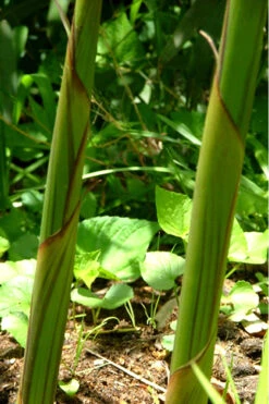 Red Margin Bamboo - Phyllostachys Rubromarginata - 3 Gallon Pot (4-6') 11 Red Margin Bamboo - Phyllostachys Rubromarginata - 3 Gallon Pot (4-6') -Wilson Bros Gardens Bamboo Red Margin 11