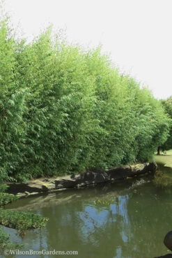 Red Margin Bamboo - Phyllostachys Rubromarginata - 3 Gallon Pot (2-4' HT) 10 Red Margin Bamboo - Phyllostachys Rubromarginata - 3 Gallon Pot (2-4' HT) -Wilson Bros Gardens Bamboo Red Margin 13 1