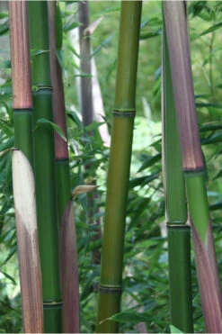 Red Margin Bamboo - Phyllostachys Rubromarginata - 3 Gallon Pot (4-6') 9 Red Margin Bamboo - Phyllostachys Rubromarginata - 3 Gallon Pot (4-6') -Wilson Bros Gardens Bamboo Red Margin 500x750 1