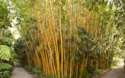 Robert Young Golden Bamboo (Phyllostachys Viridis 'Robert Young') - 3 Gallon Pot (4-6'+) 9 Robert Young Golden Bamboo (Phyllostachys Viridis 'Robert Young') - 3 Gallon Pot (4-6'+) -Wilson Bros Gardens Bamboo Robert Young 1 1