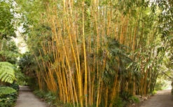 Robert Young Golden Bamboo - Phyllostachys Viridis 'Robert Young' - 3 Gallon Pot (2-4') 9 Robert Young Golden Bamboo - Phyllostachys Viridis 'Robert Young' - 3 Gallon Pot (2-4') -Wilson Bros Gardens Bamboo Robert Young 1 2
