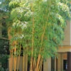 Robert Young Golden Bamboo - Phyllostachys Viridis 'Robert Young' - 3 Gallon Pot (2-4')