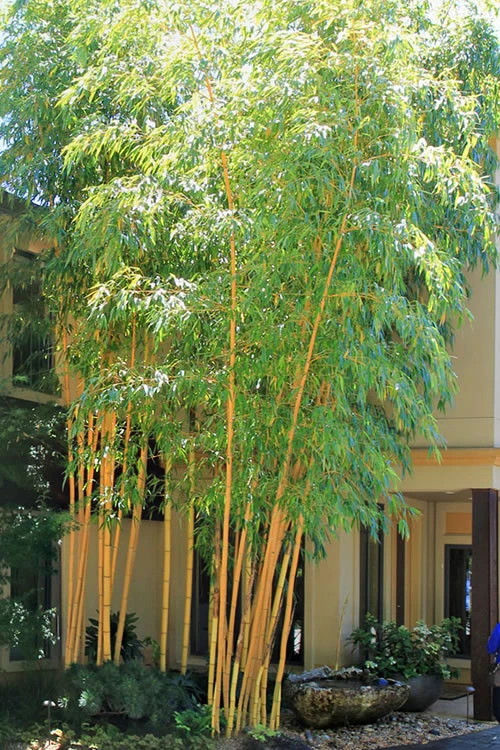Robert Young Golden Bamboo - Phyllostachys Viridis 'Robert Young' - 3 Gallon Pot (2-4') 1 Robert Young Golden Bamboo - Phyllostachys Viridis 'Robert Young' - 3 Gallon Pot (2-4')