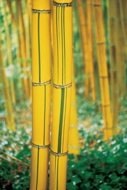 Robert Young Golden Bamboo (Phyllostachys Viridis 'Robert Young') - 3 Gallon Pot (4-6'+) 6 Robert Young Golden Bamboo (Phyllostachys Viridis 'Robert Young') - 3 Gallon Pot (4-6'+) - Image 6
