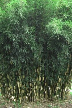 Robust Bamboo - Fargesia Robusta - 1 Gallon Pot 12 Robust Bamboo - Fargesia Robusta - 1 Gallon Pot -Wilson Bros Gardens Bamboo Robusta 1 1