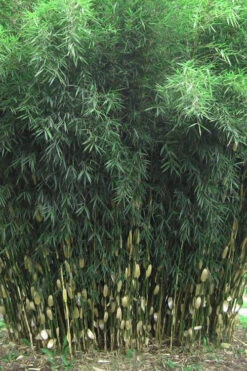 Robust Bamboo - Fargesia Robusta - 3 Gallon Pot -Wilson Bros Gardens Bamboo Robusta 1