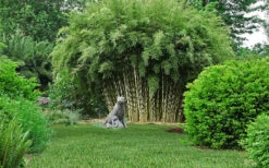 Robust Bamboo - Fargesia Robusta - 3 Gallon Pot -Wilson Bros Gardens Bamboo Robusta 2