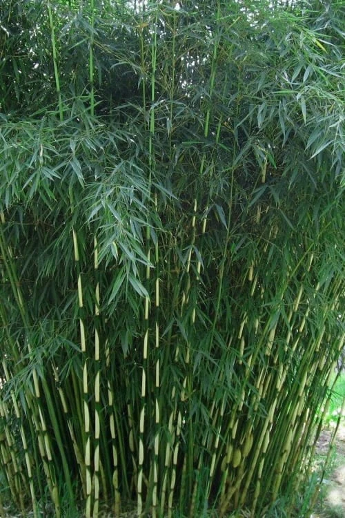Robust Bamboo - Fargesia Robusta - 1 Gallon Pot 1 Robust Bamboo - Fargesia Robusta - 1 Gallon Pot