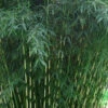Robust Bamboo - Fargesia Robusta - 3 Gallon Pot